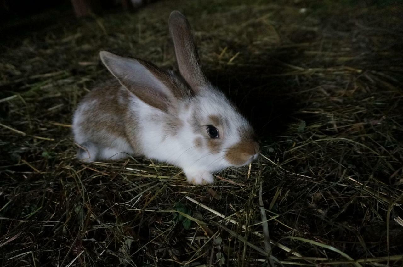 Pokoje Rożnów Zewnętrze zdjęcie